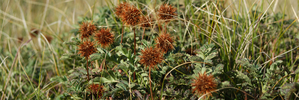 PRICKLY BURR Acaena magellanica 